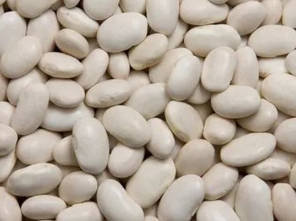 印度白蕓豆提取物滘心港碼頭進口報關(guān)清關(guān)