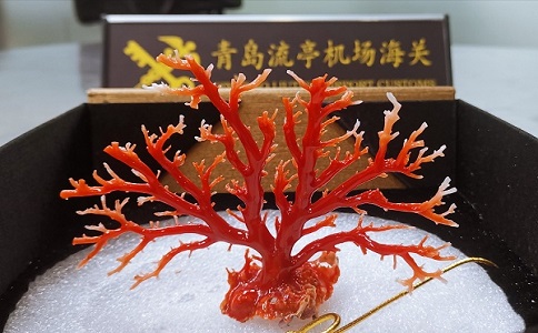 瀕危物品進(jìn)口