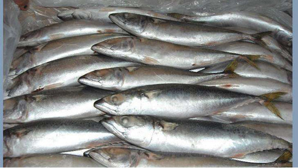 冷凍魚(yú)